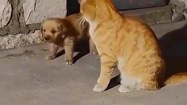 Puppy playing with his cat friend