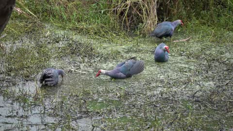 Swamphens Fighting