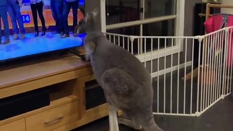 KANGAROO ENJOYS TV