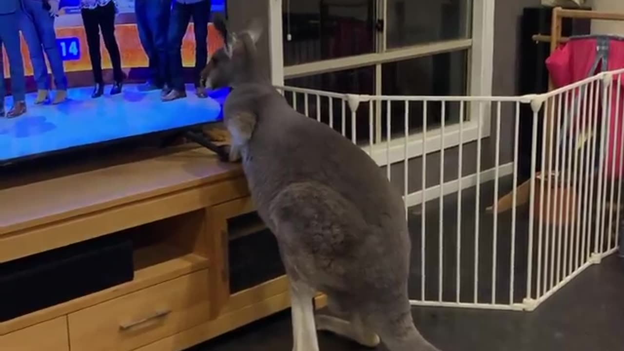 KANGAROO ENJOYS TV