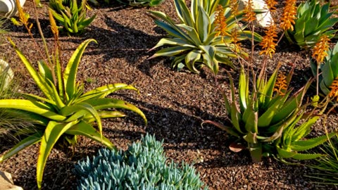 Taylor's Landscape Design in Thousand Oaks, CA