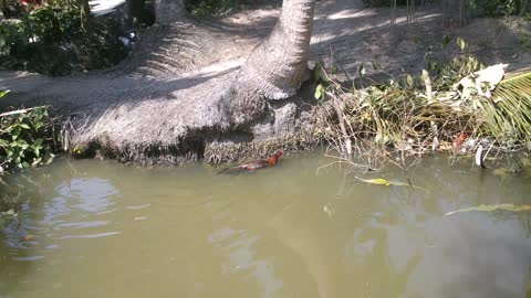 Chicken Swimming - Gà Biết Bơi