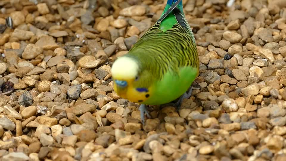 You must have a beautiful bird like that