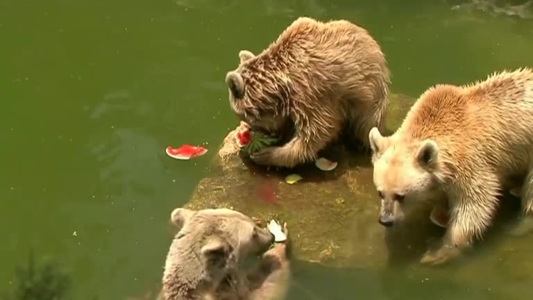 Beating the heat in the Middle East