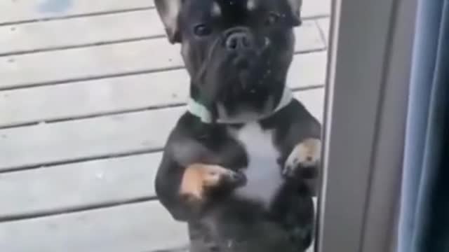 A puppy doing a sexy dance !