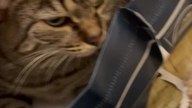 Cute Cats Playing in a Bag #2
