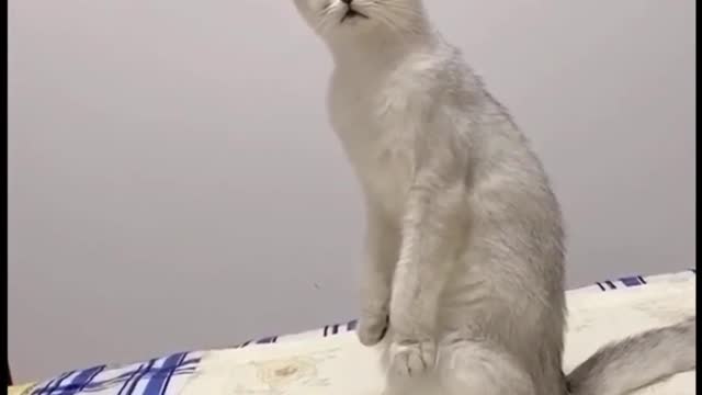 Beautiful cat Funny and dancing video