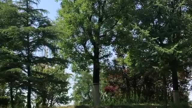 Tall trees growing in the sun