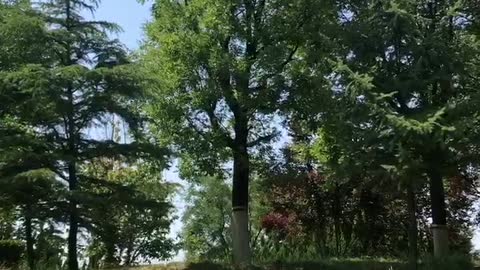 Tall trees growing in the sun