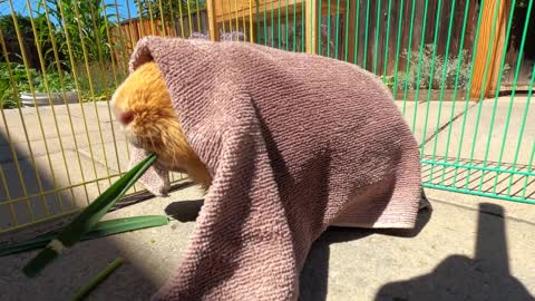 Guinea pig pool party!