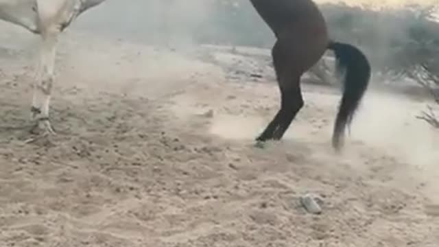 Horse fight