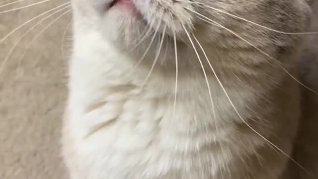 Flashback to 2019, when Cash was a kitten Ep2.