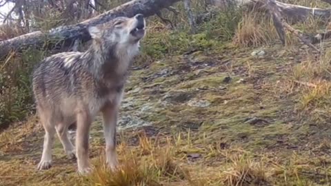 Wolf howling