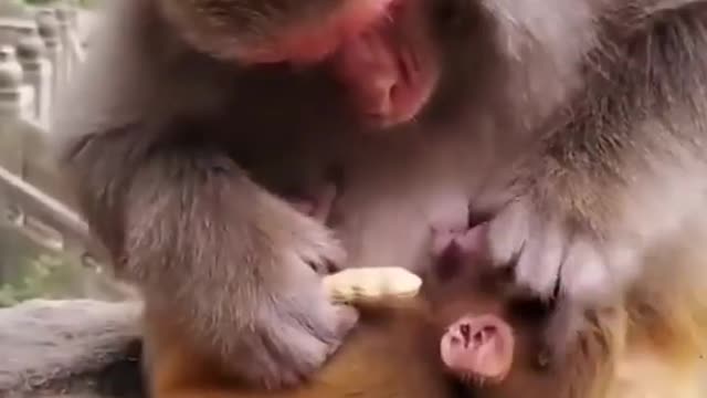 World Wild Life Fund