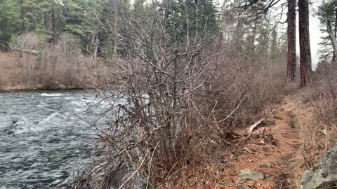 Exploring the Shoreline of Wild Metolius River – Central Oregon