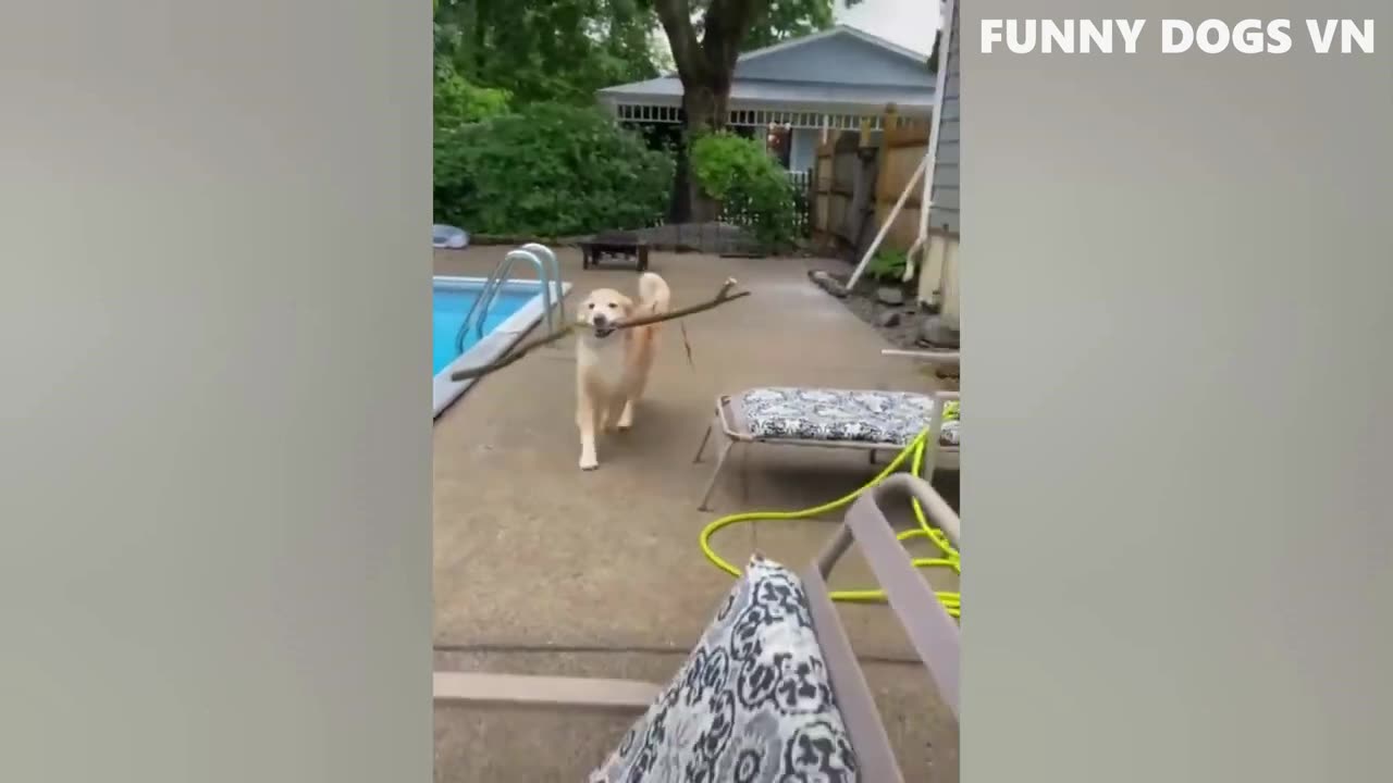 Part 2 Try not to laugh challenge😂😂 Animal funny video 😹😹