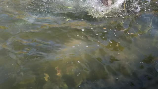 Dog Named Kevin Jumps to Kiss Fish