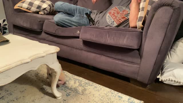 Persistent Piglet Prefers the Sofa