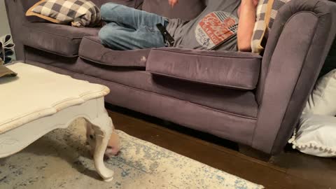 Persistent Piglet Prefers the Sofa