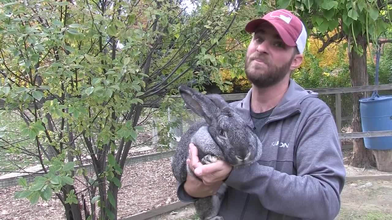 Meet the giant Flemish rabbits