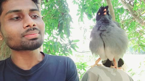 Bird singing a song with me | smart bird