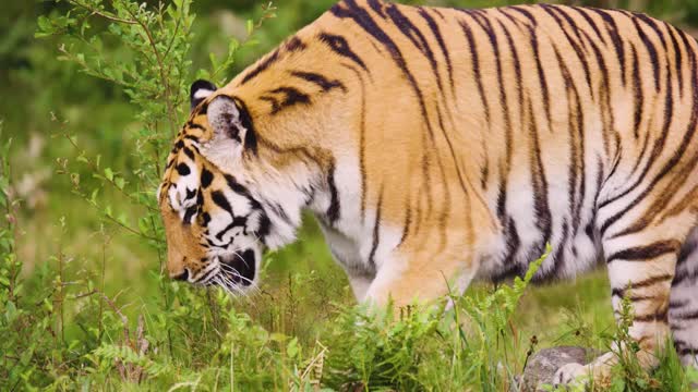 undomesticated cat walking in forest