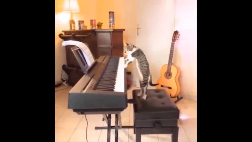 A cat plays the piano