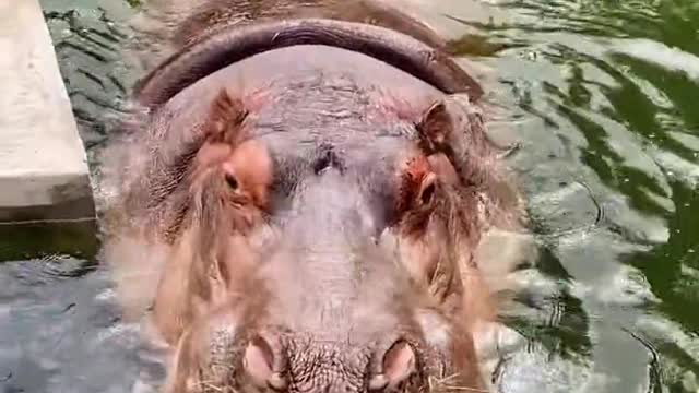 A hippo with its mouth open