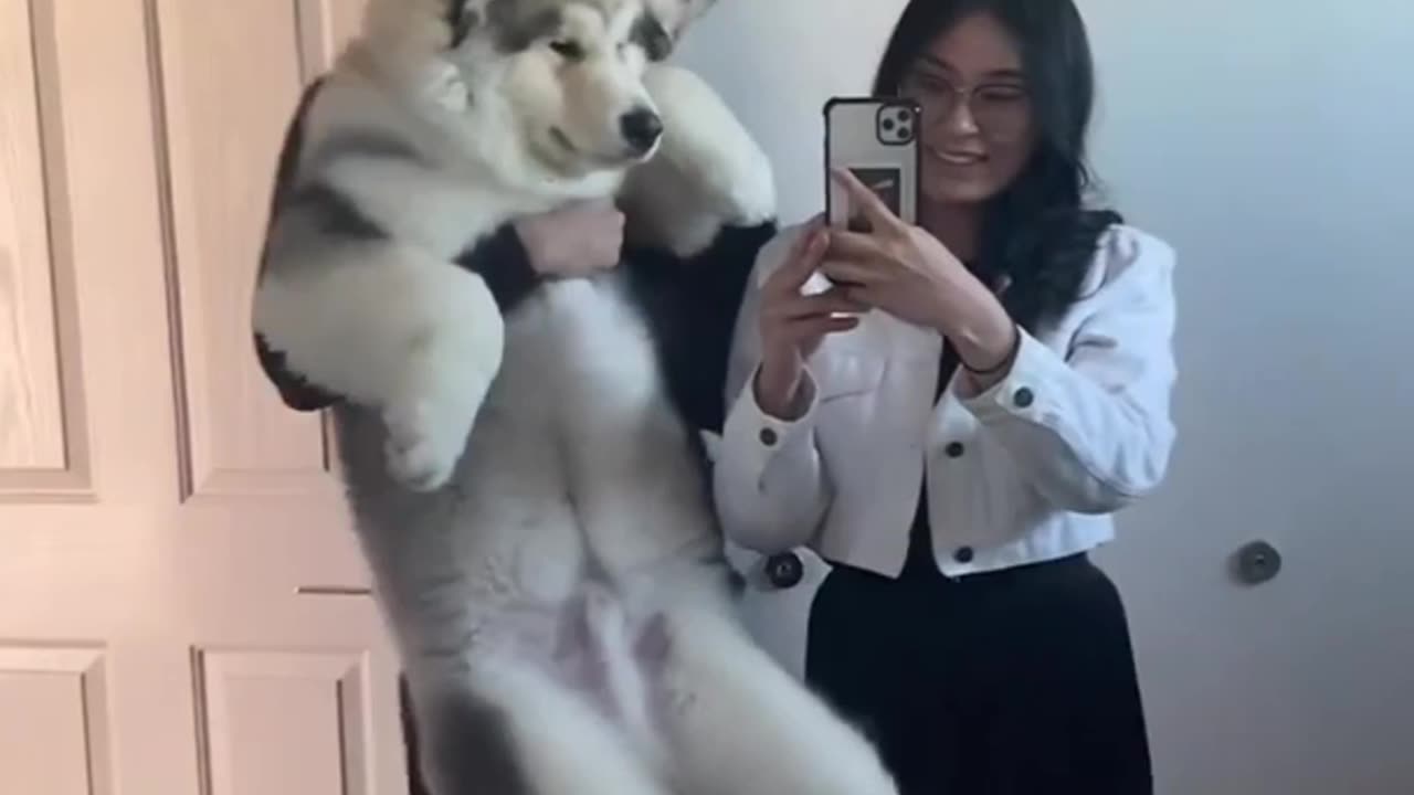 Animal