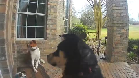 Trained dog press door bell 🔔