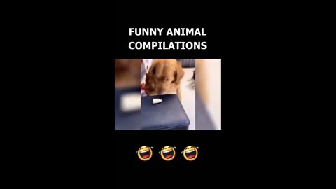 Cats Funny Videos - Cute Cats - Crazy Cats S2 S2 S2