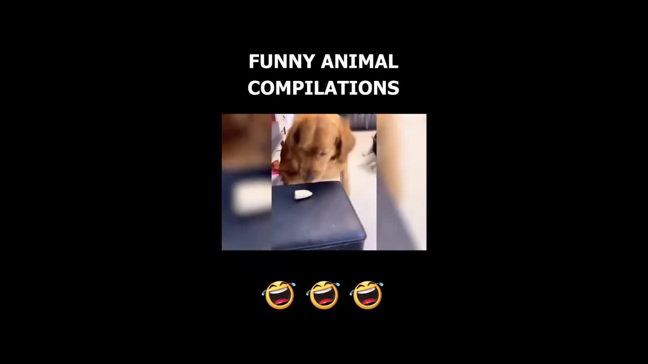 Cats Funny Videos - Cute Cats - Crazy Cats S2 S2 S2