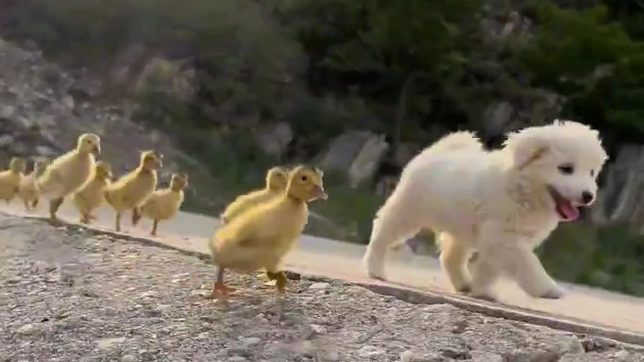 Cute puppy & chicken chicks, cute video