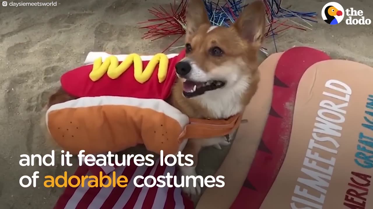 CORGI PARTY: Over 1,000 Corgi Dogs Have An Epic Beach Party | The Dodo