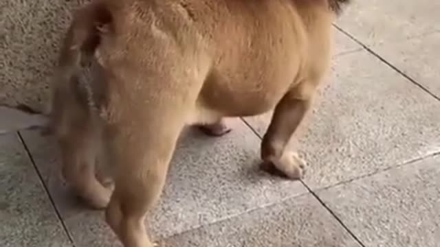 Funny dog video