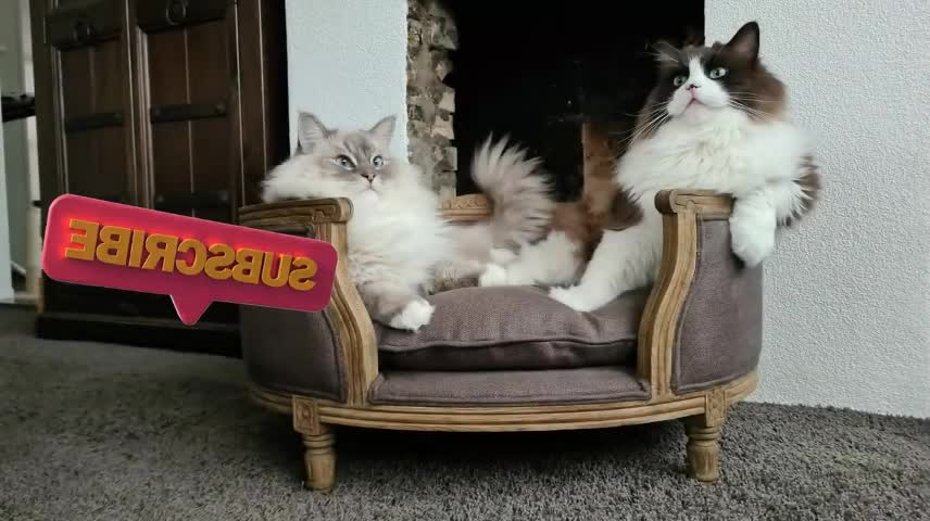 Need A Laugh? Watch These Funny Cats