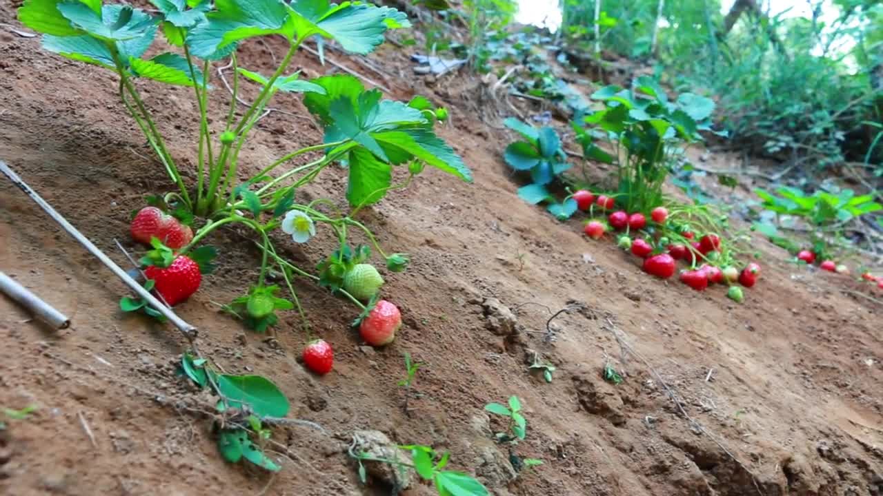 Wild Women - baby boy find pick Strawberry​ with mother by river - cooking food for dog-3