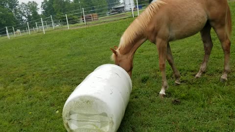 Barrals for horse toys