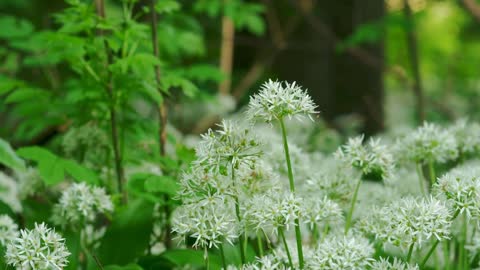 Wild flowers in a forest