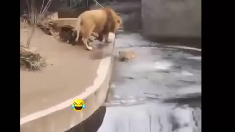 Very funny loins funny loins in zoo