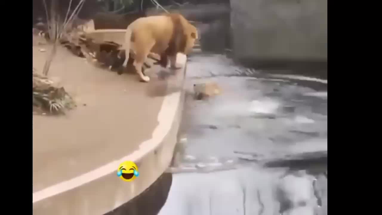 Very funny loins funny loins in zoo