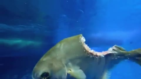 Fish swimming despite massive bite in its body