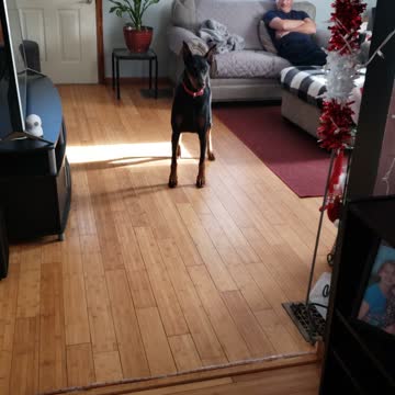 Teasing My Doberman