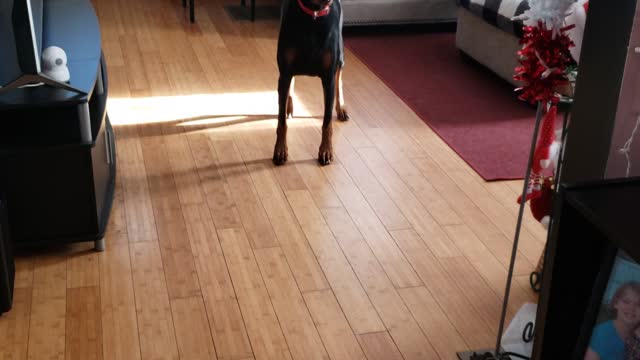 Teasing My Doberman