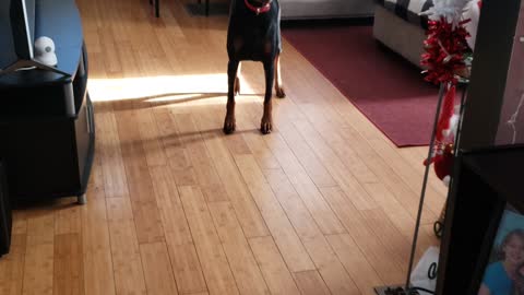 Teasing My Doberman