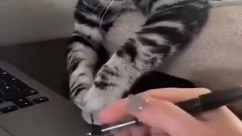 Animals funny cat video