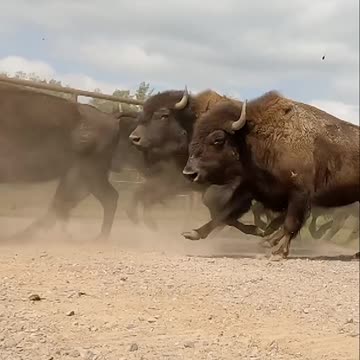 Majestic Herd of Buffalo