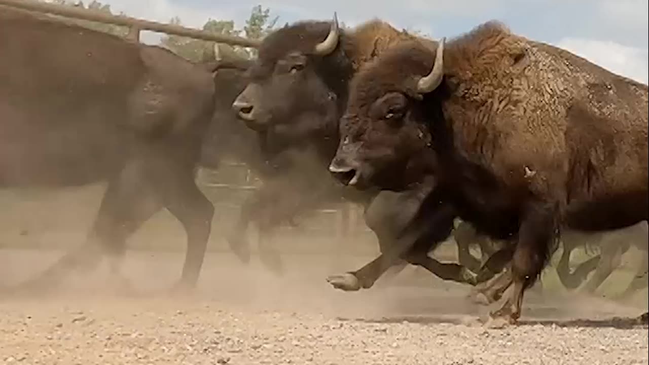 Majestic Herd of Buffalo