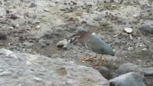 GREEN HERON CATCHING FISH_0001.wmv