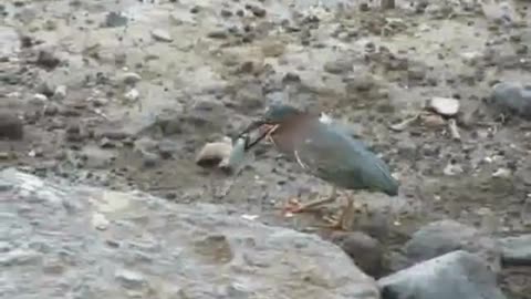 GREEN HERON CATCHING FISH_0001.wmv